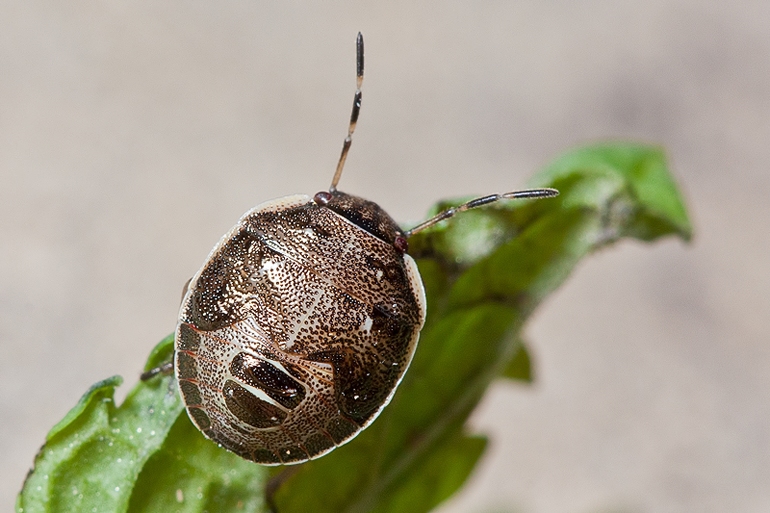 Pentatomidae ??